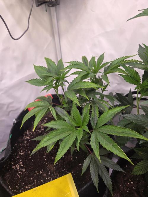 🇺🇸 Zozay Cut | Living Soil. Week 3