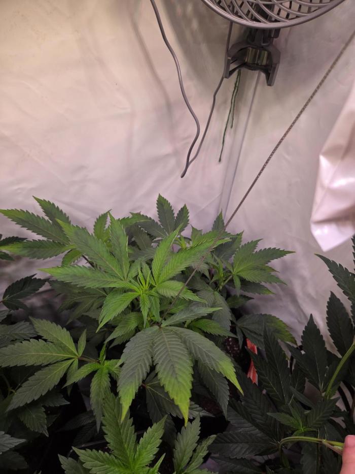 🇺🇸 Zozay Cut | Living Soil. Week 4