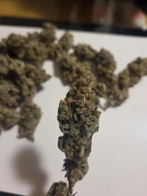 Radical Juice 🍇. Week 11