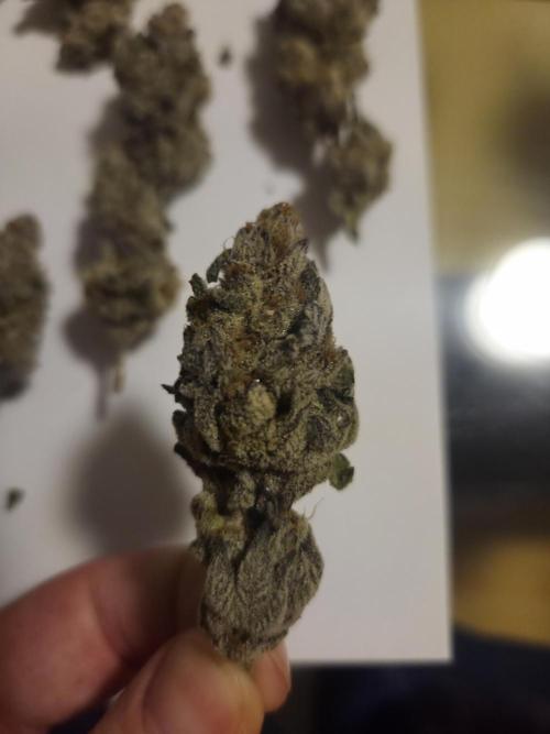 Radical Juice 🍇. Week 11