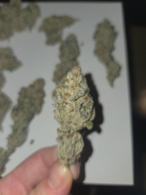 Radical Juice 🍇. Week 11