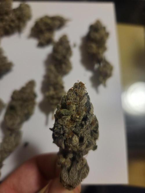 Radical Juice 🍇. Week 11