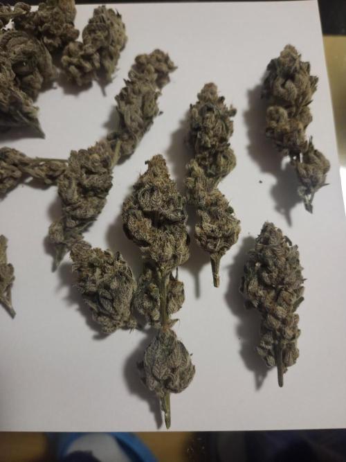 Radical Juice 🍇. Week 11