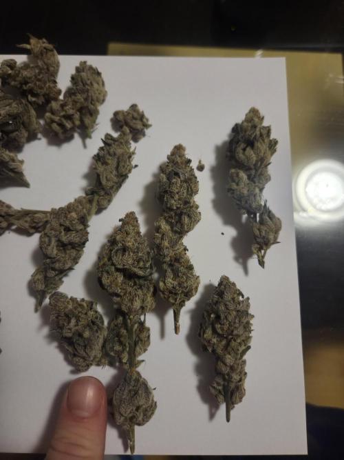 Radical Juice 🍇. Week 11