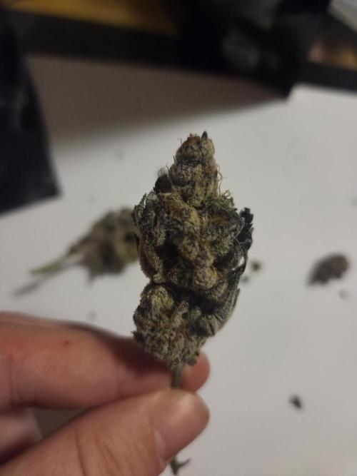 Radical Juice 🍇. Week 11