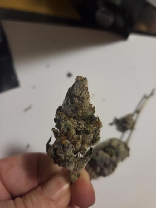 Radical Juice 🍇. Week 11