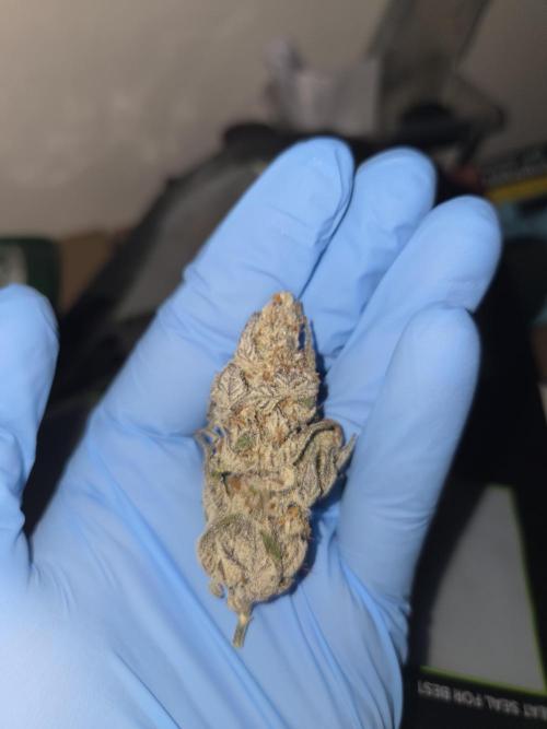 Radical Juice 🍇. Week 11