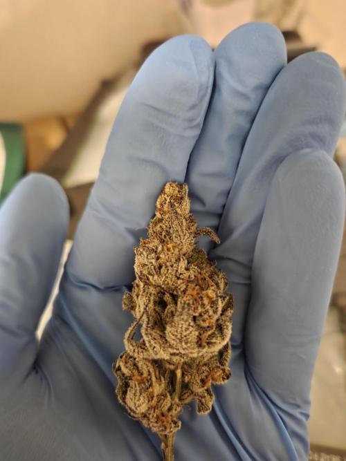 Radical Juice 🍇. Week 11