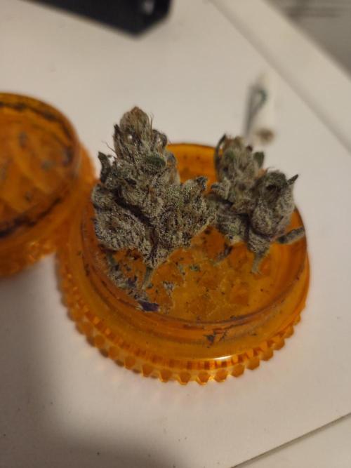 Radical Juice 🍇. Week 11