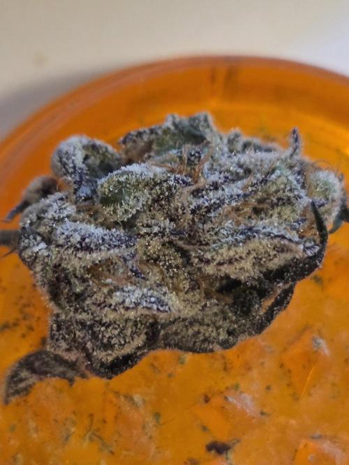 Radical Juice 🍇. Week 11