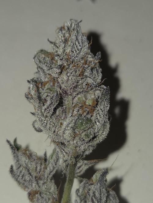 Radical Juice 🍇. Week 11