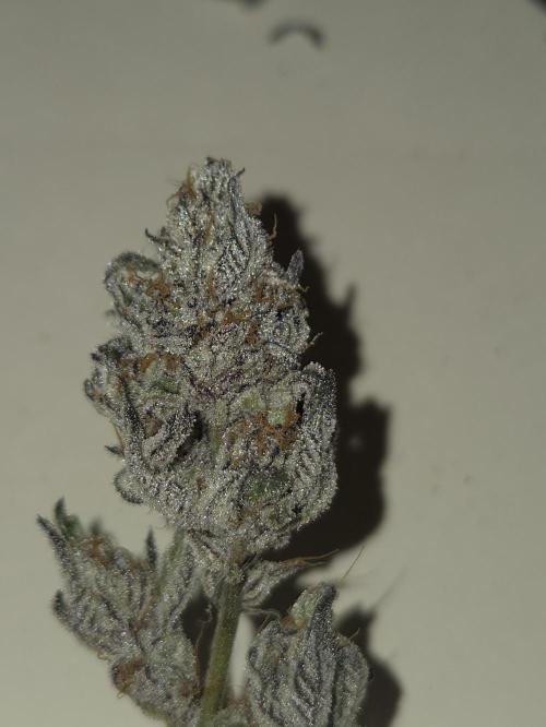 Radical Juice 🍇. Week 11