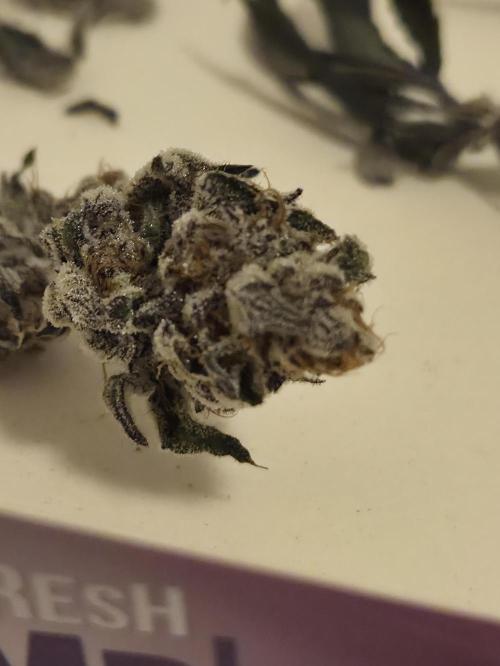 Radical Juice 🍇. Week 11