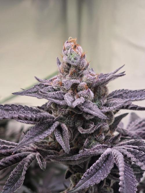 Radical Juice 🍇. Week 11