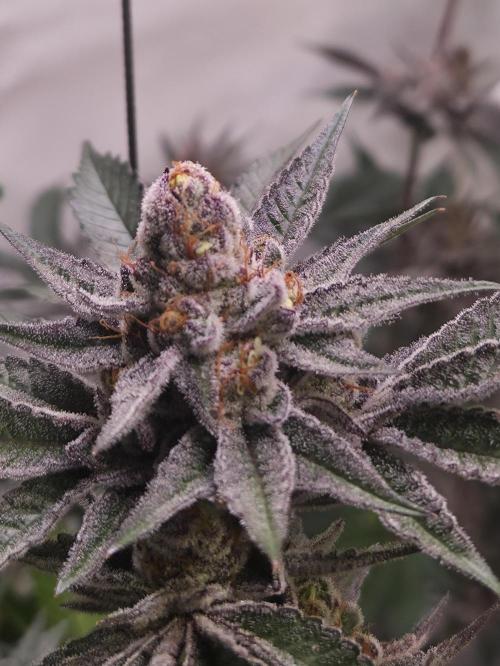 Radical Juice 🍇. Week 11