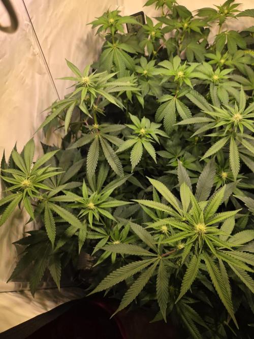 🇺🇸 Wizard Trees | Lemon fever 🍋. Week 5