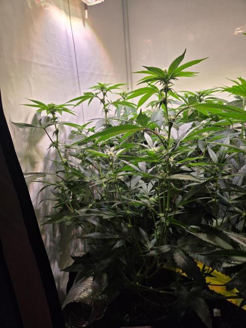 Lemon Fever. Week 5
