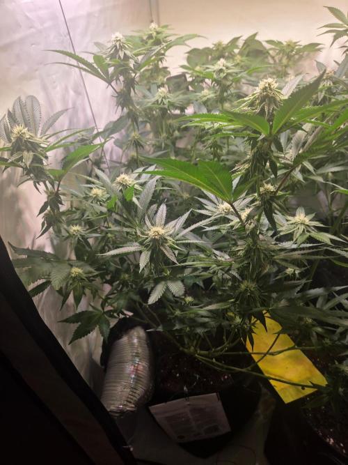 🇺🇸 Wizard Trees | Lemon fever 🍋. Week 6
