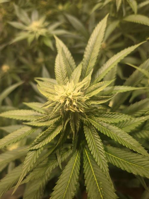 Lemon Fever. Week 6