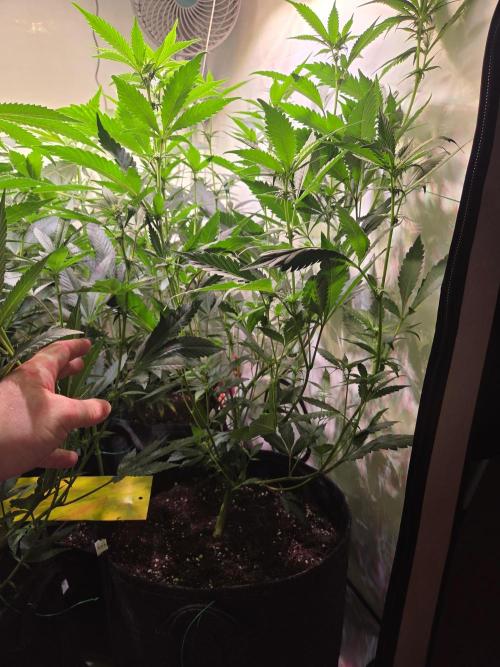 🇺🇸 Sherbanger#22 Cut | Living Soil. Week 5
