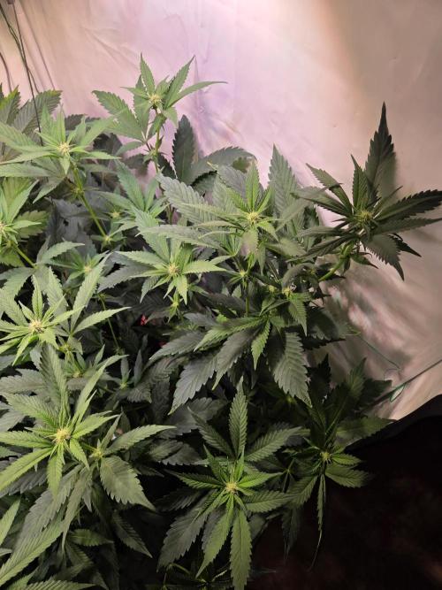 🇺🇸 Sherbanger#22 Cut | Living Soil. Week 5