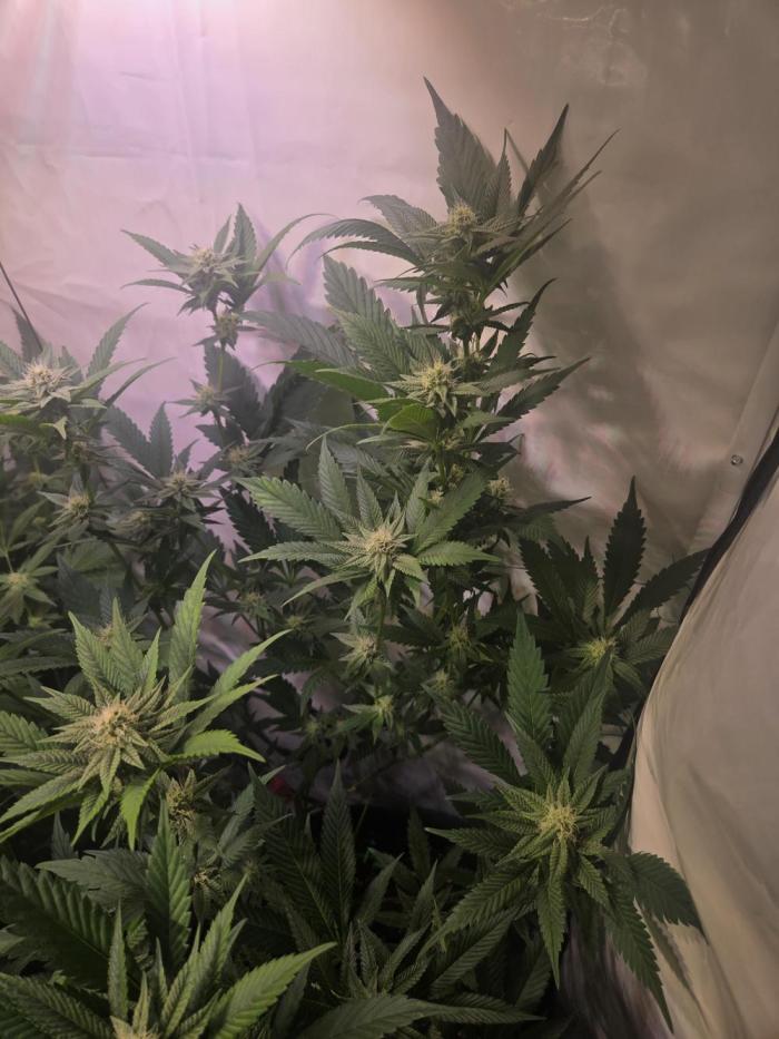 🇺🇸 Sherbanger#22 Cut | Living Soil. Week 6