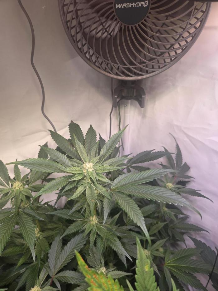 🇺🇸 Zozay Cut | Living Soil. Week 6