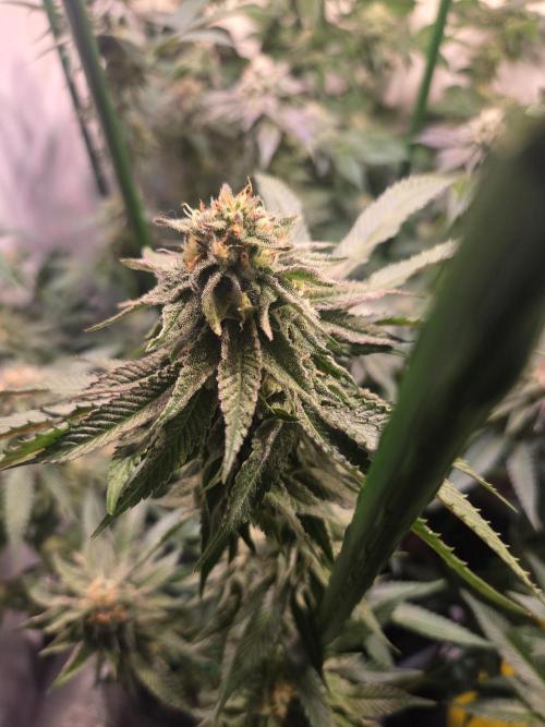 Lemon Fever. Week 7