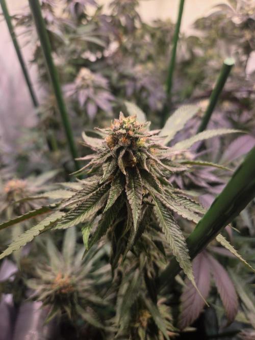 🇺🇸 Wizard Trees | Lemon fever 🍋. Week 8