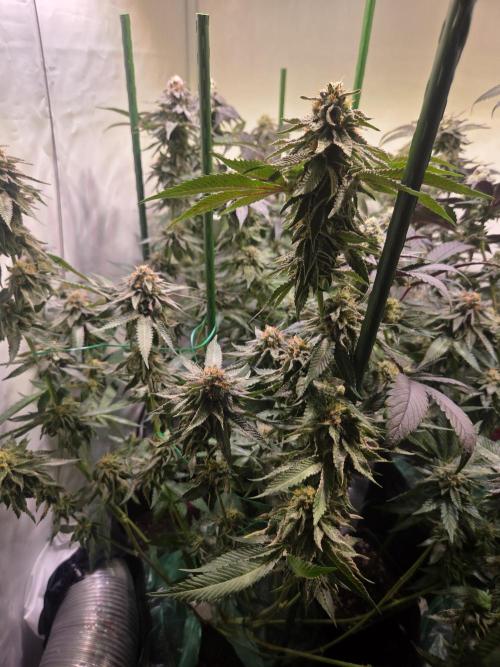 Lemon Fever. Week 8