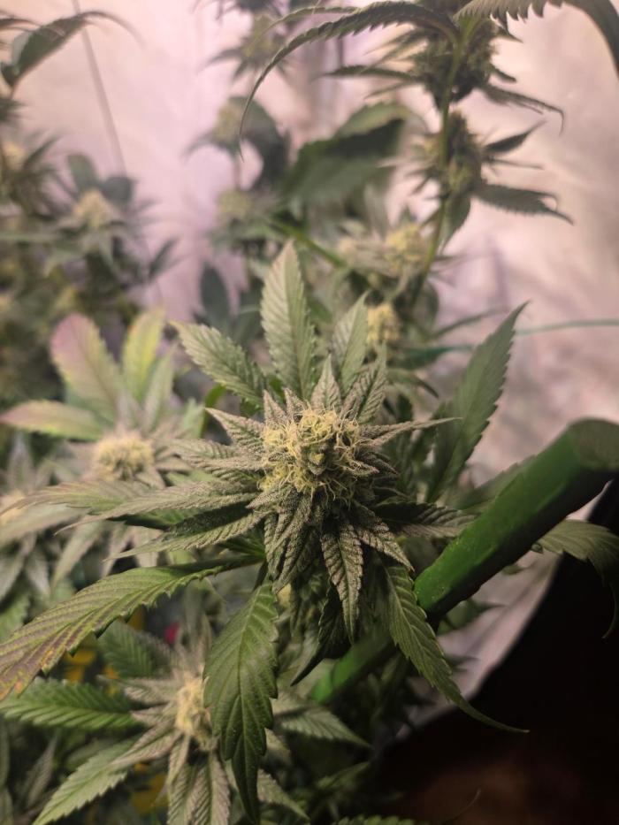 🇺🇸 Sherbanger#22 Cut | Living Soil. Week 7