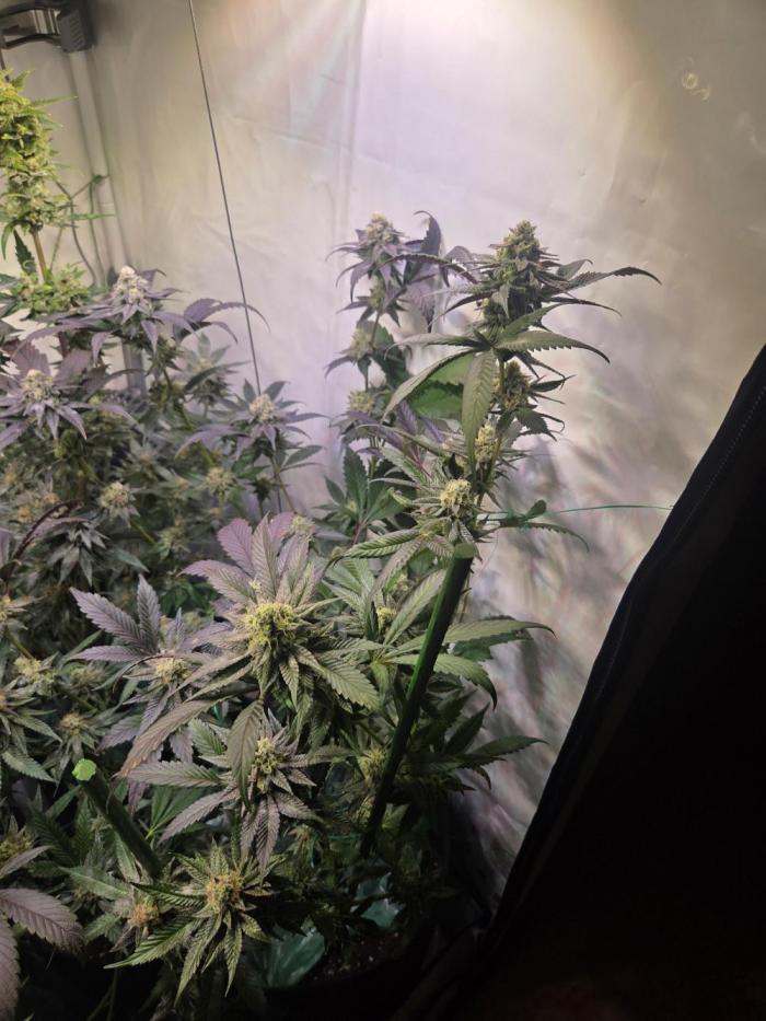 🇺🇸 Sherbanger#22 Cut | Living Soil. Week 8