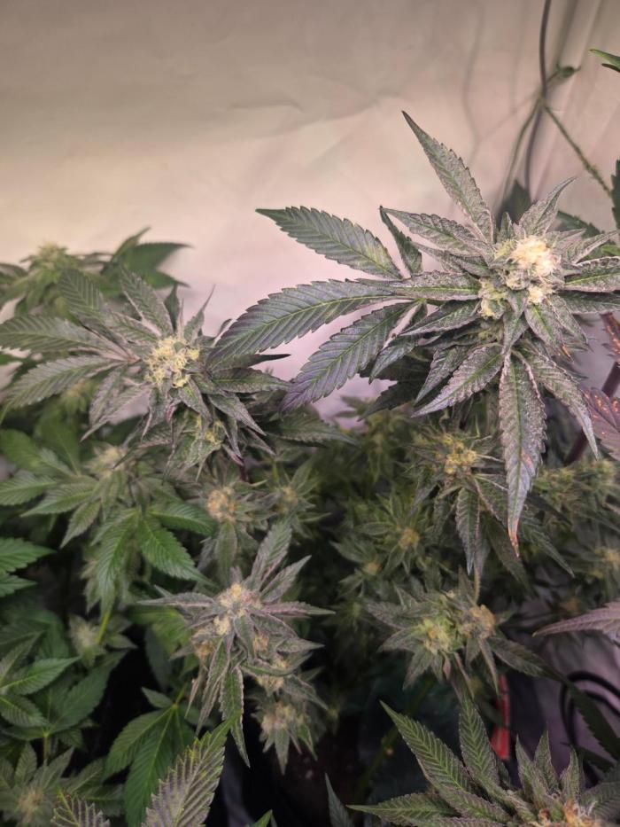 🇺🇸 Zozay Cut | Living Soil. Week 7