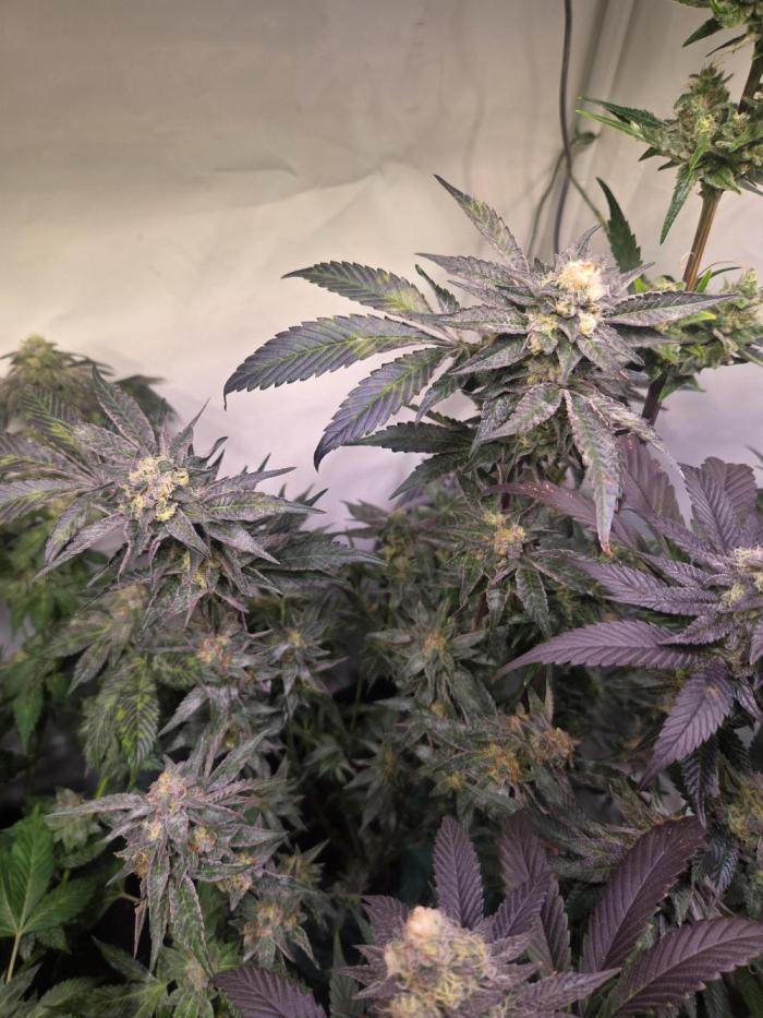 🇺🇸 Zozay Cut | Living Soil. Week 8