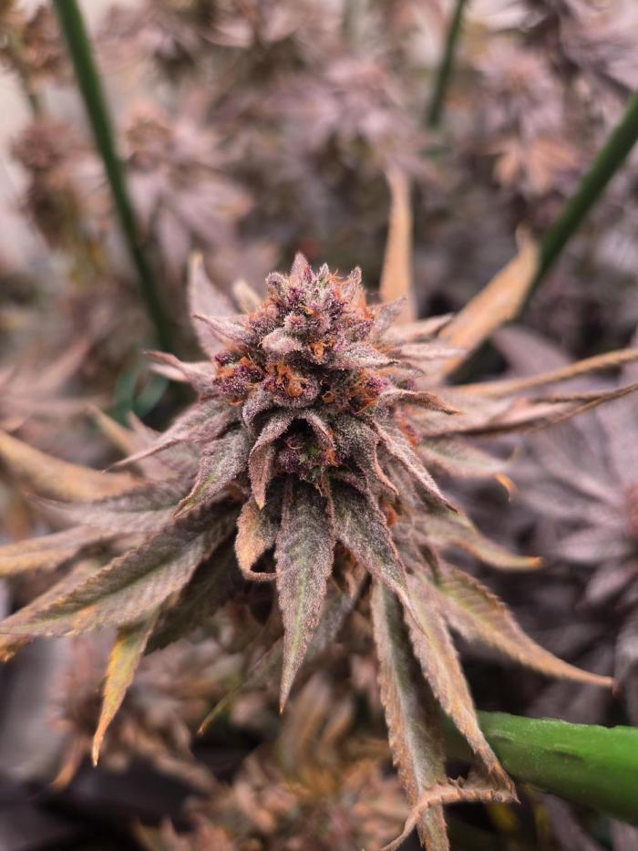 🇺🇸 Wizard Trees | Lemon fever 🍋. Week 9