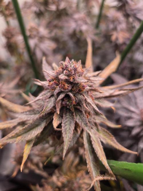 Lemon Fever. Week 9