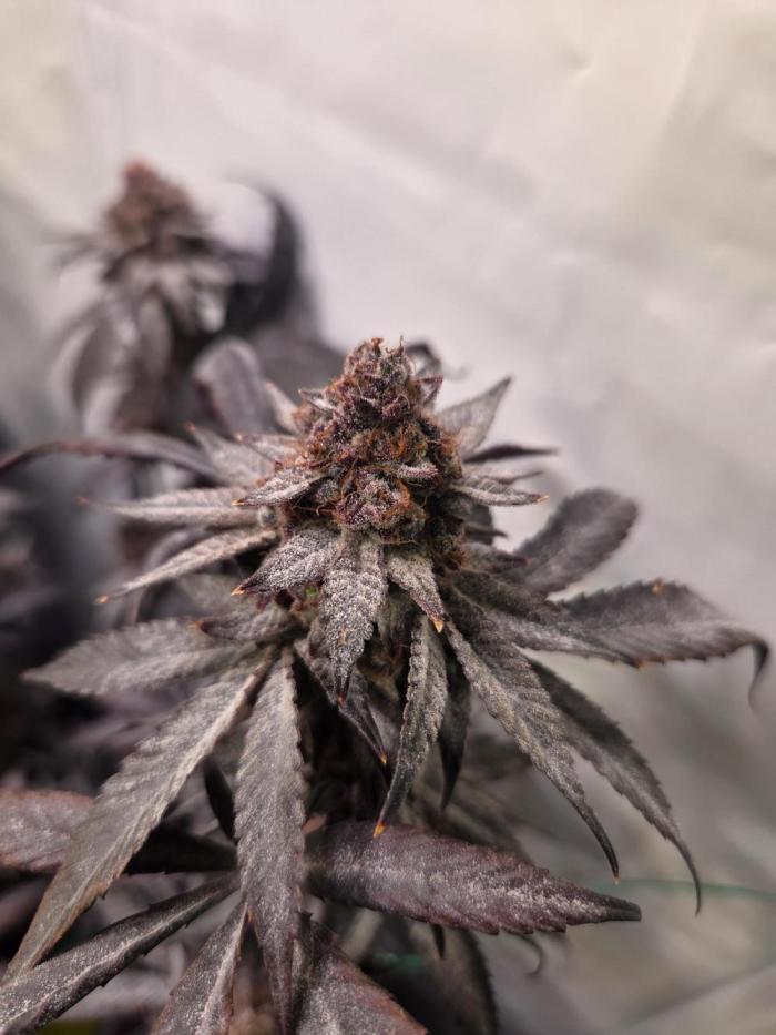 🇺🇸 Sherbanger#22 Cut | Living Soil. Week 9