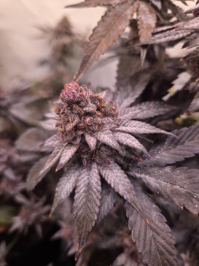 🇺🇸 Zozay Cut | Living Soil. Week 9