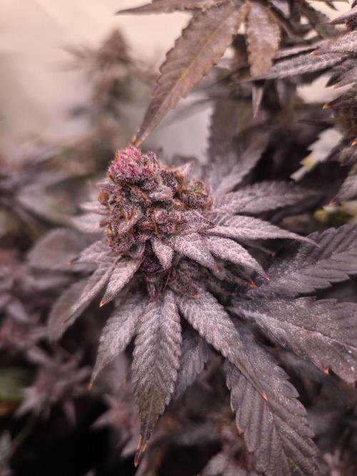 Zozay. Week 9