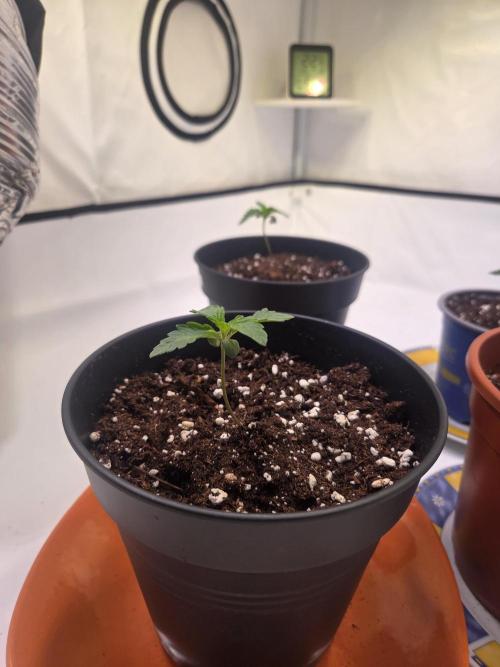 Potion. Week 2