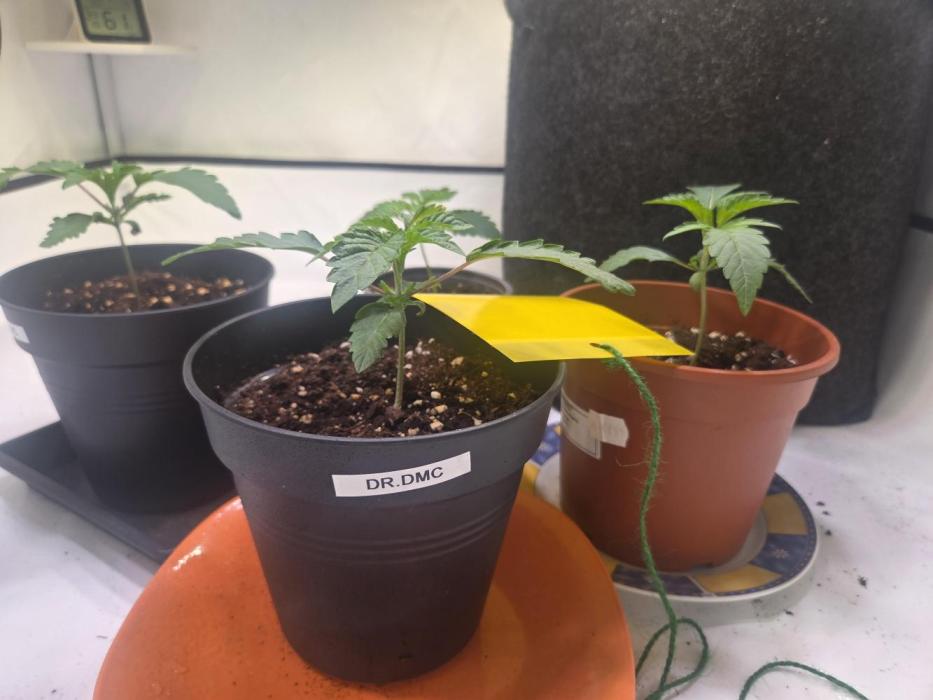 Dark Matter x Black Magic | Potion 🇺🇸. Week 2
