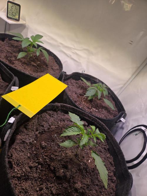 Dark Matter x Black Magic | Potion 🇺🇸. Week 3