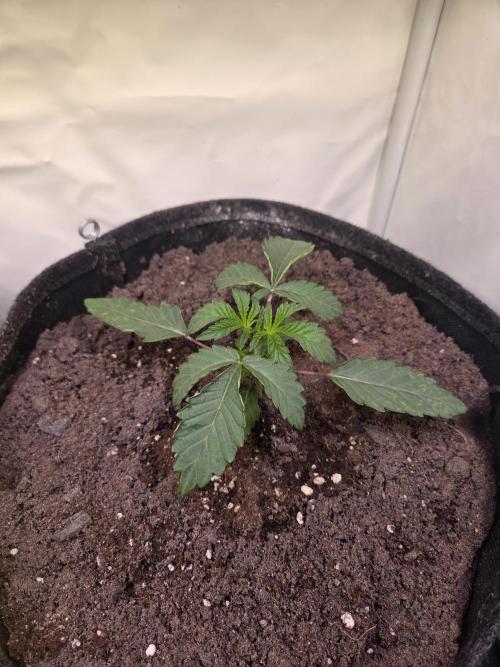 Dark Matter x Black Magic | Potion 🇺🇸. Week 3