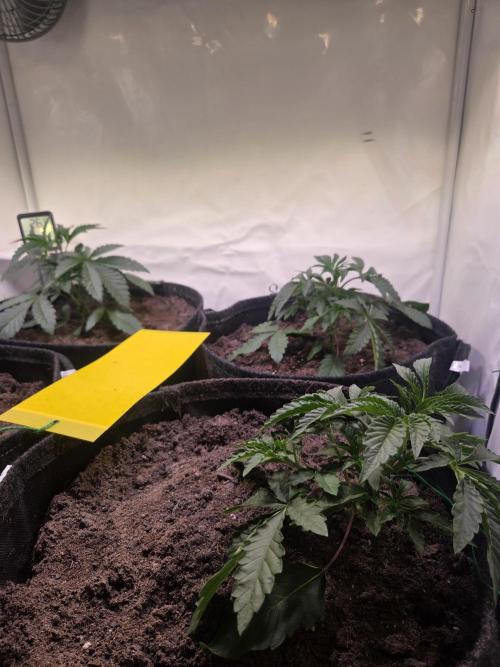 Dark Matter x Black Magic | Potion 🇺🇸. Week 3