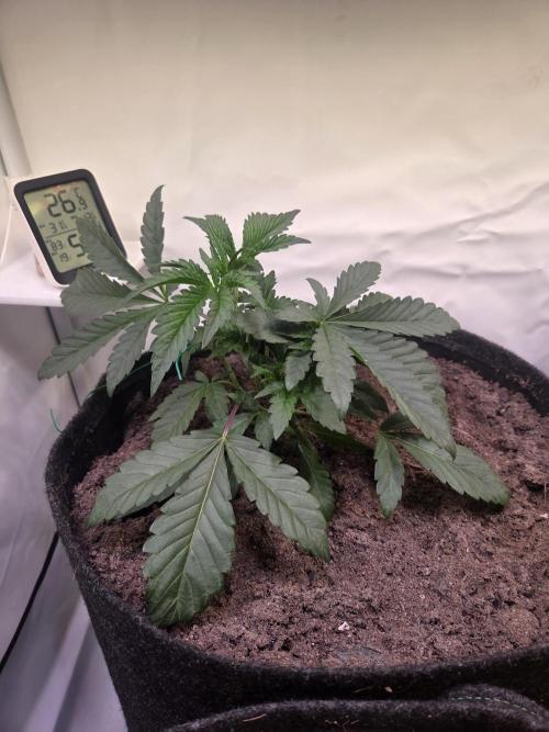 Potion. Week 3