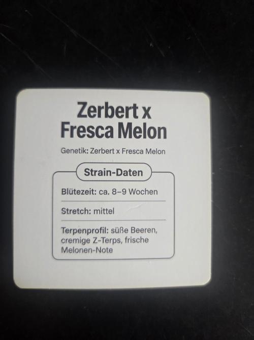 Zerbert x Fresca Melon 🌱. Week 0