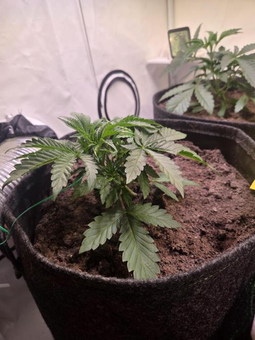 Zerbert x Fresca Melon 🌱. Week 3