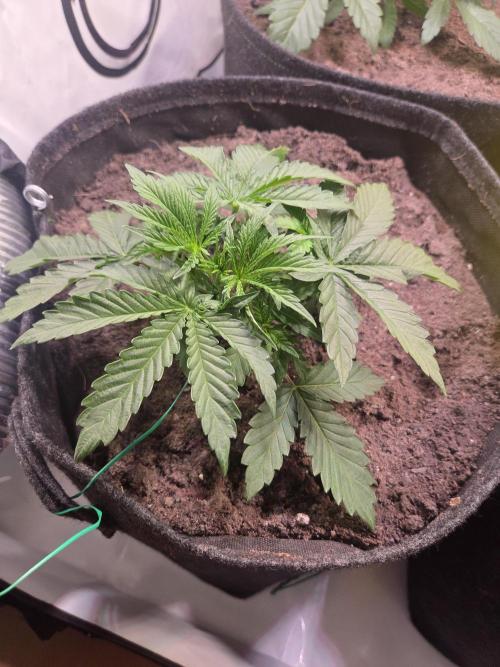 Zerbert x Fresca Melon 🌱. Week 3