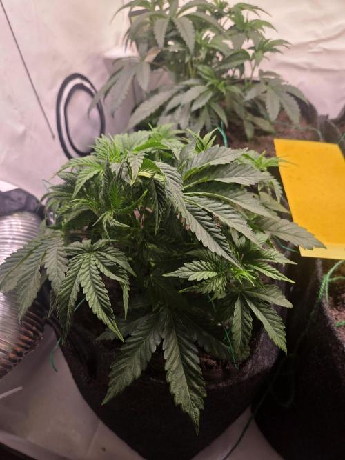 Zerbert x Fresca Melon 🌱. Week 4