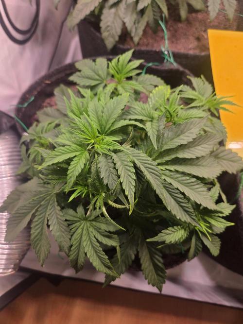 Zerbert x Fresca Melon 🌱. Week 4